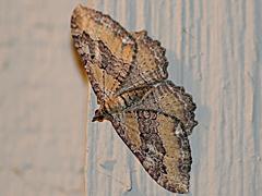 Barberry Geometer
